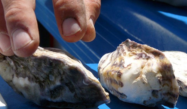 Coffin Bay oysters are the Faberge eggs of molluscs. No finer example of a plump, juicy, Pacific bivalve exists anywhere else on the planet.
