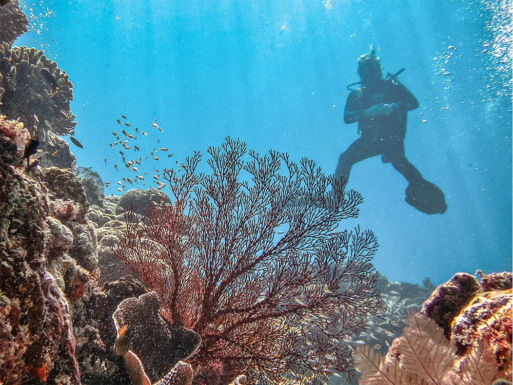 The Best Diving And Snorkelling Sites On The Great Barrier Reef