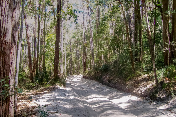 Fraser Island Rainforest