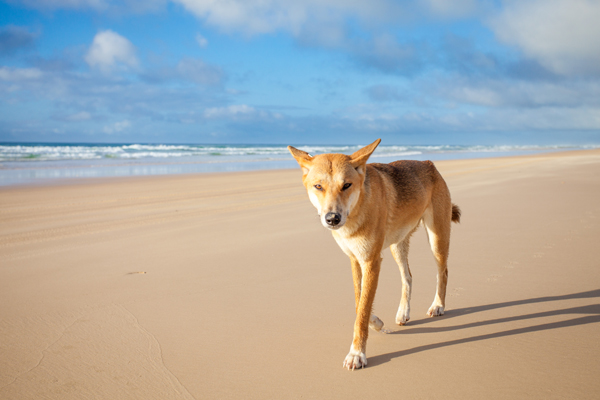 Fraser Island Dingo