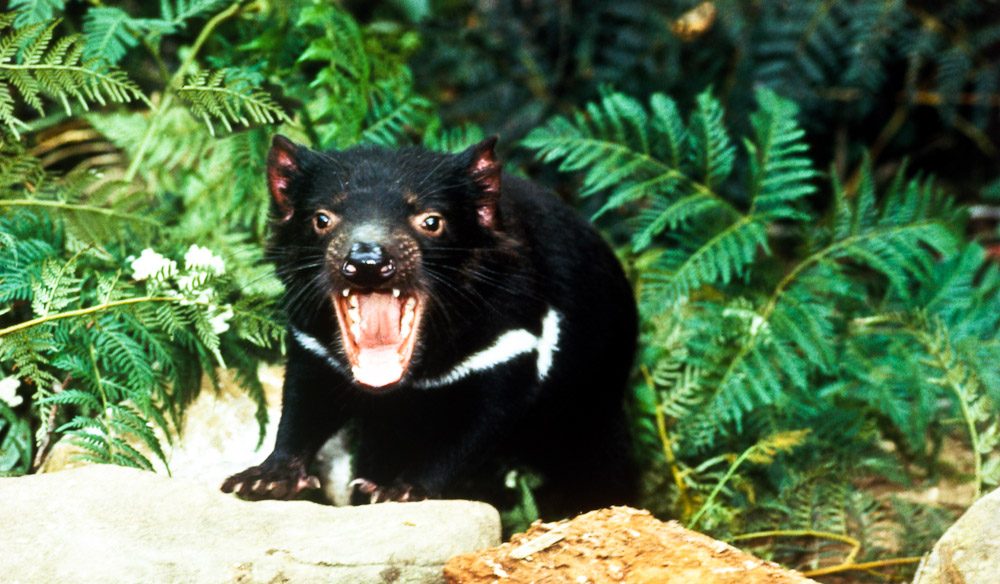 Tasmanian Devil