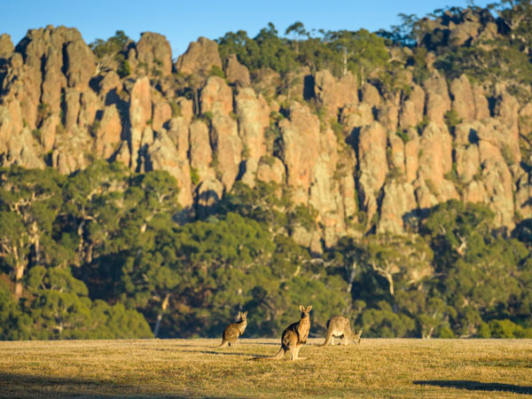 Kangaroos at Hanging Rock