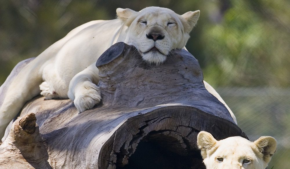 Mogo Zoo Lions