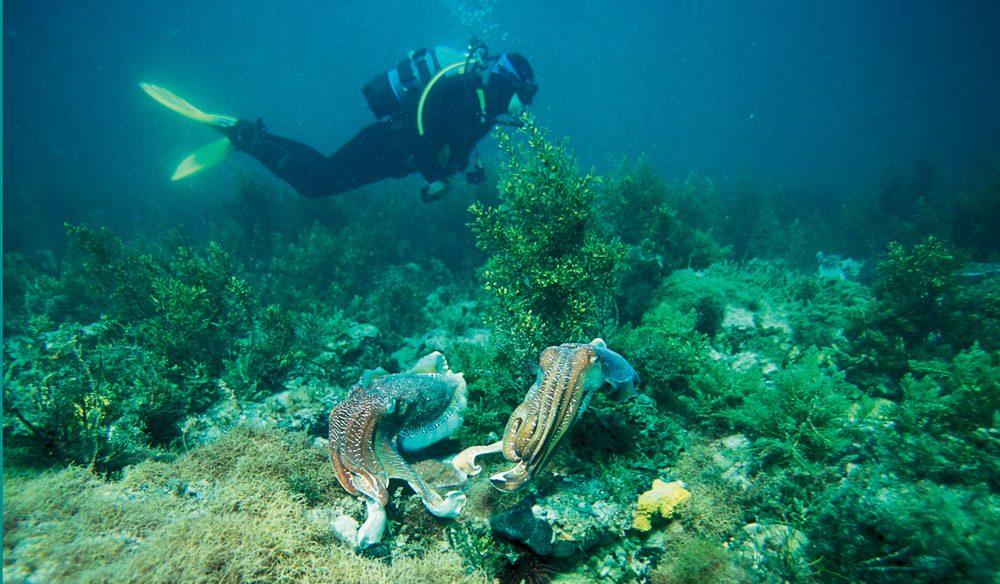 Spawning cuttlefish off Whyalla