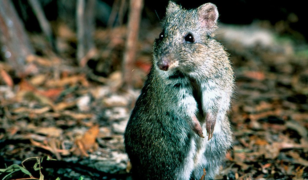 Potoroo