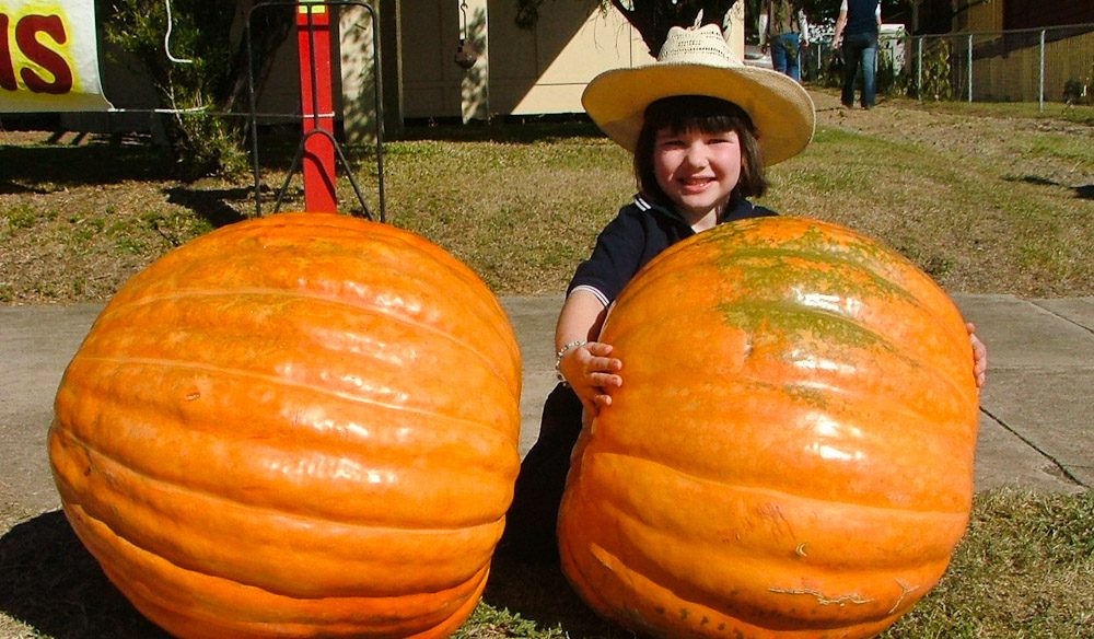 Pumpkin Festival