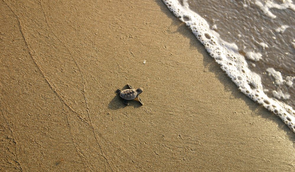 Camp Chivaree Turtles