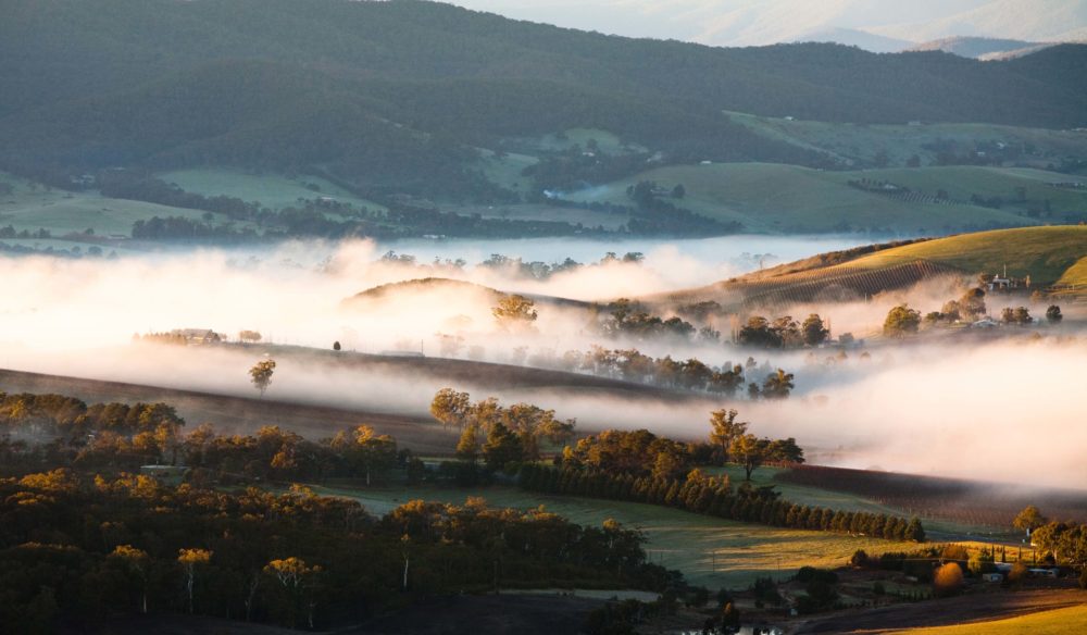 Yarra Valley Fog