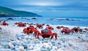 Critter war: The red crabs of Christmas Islands prepare to face a great threat.