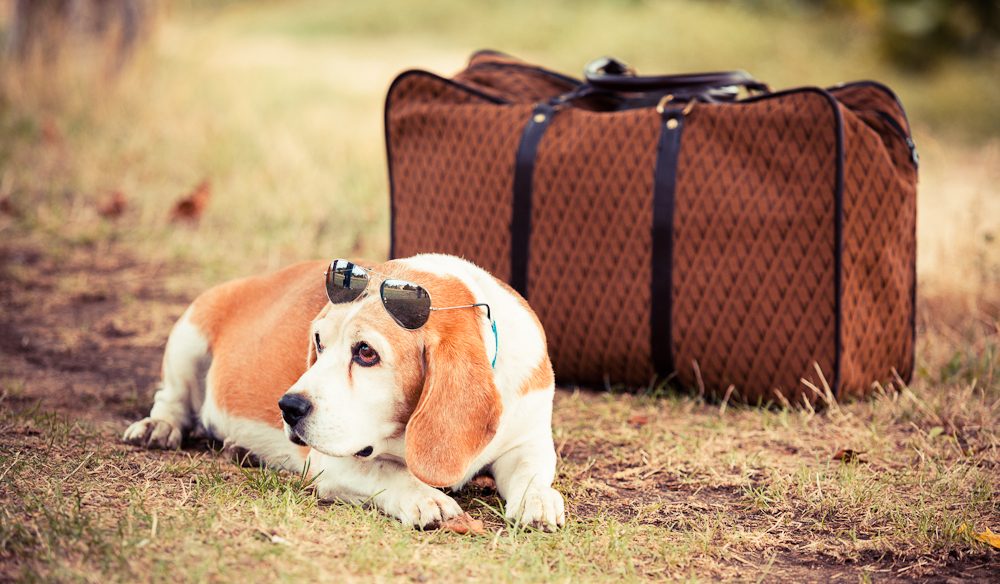Dog gone it, I should have listened to Australian Traveller's advice on pet travel!