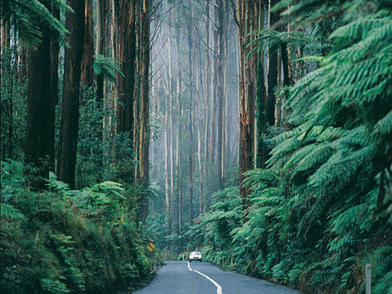Try to pick the world's tallest flower in the Yarra Valley Australian Traveller