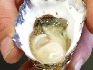 Where to find the best oysters in Port Macquarie