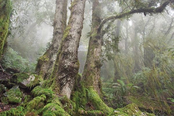 Armidales national parks