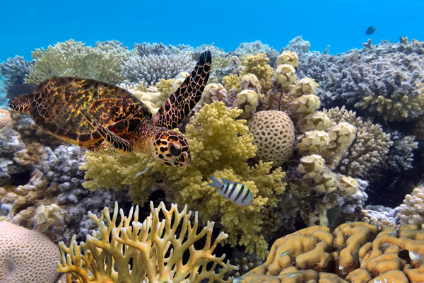 Great Barrier Reef Turtle