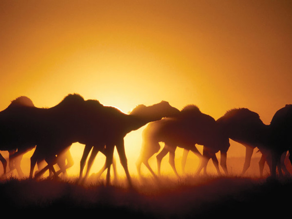 Boulia Camel Races. Image by Pip Blackwood