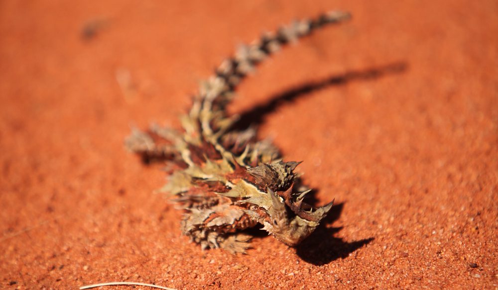 Outback survival stories that'll stop your heart