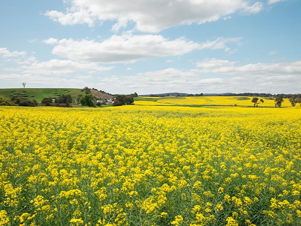 Canola field in bloom in the Southern Highlands, Berrima, NSW, Australia