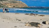 100 Things To Do Before You Die #45 Kangaroo Island Featured Image