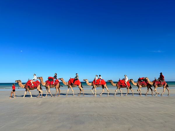 a group camel ride on a straight line
