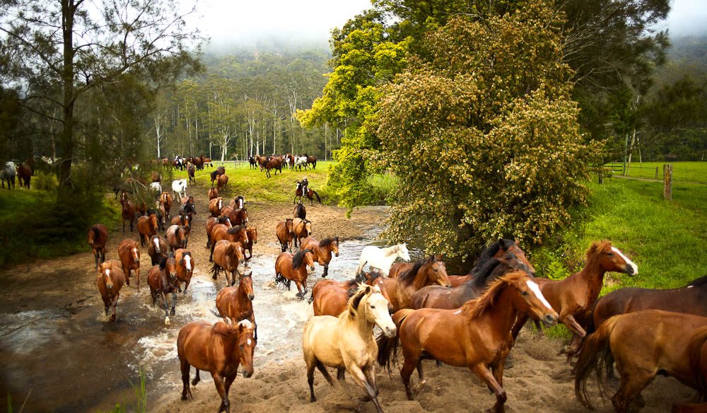 Horse Muster Glenworth Valley