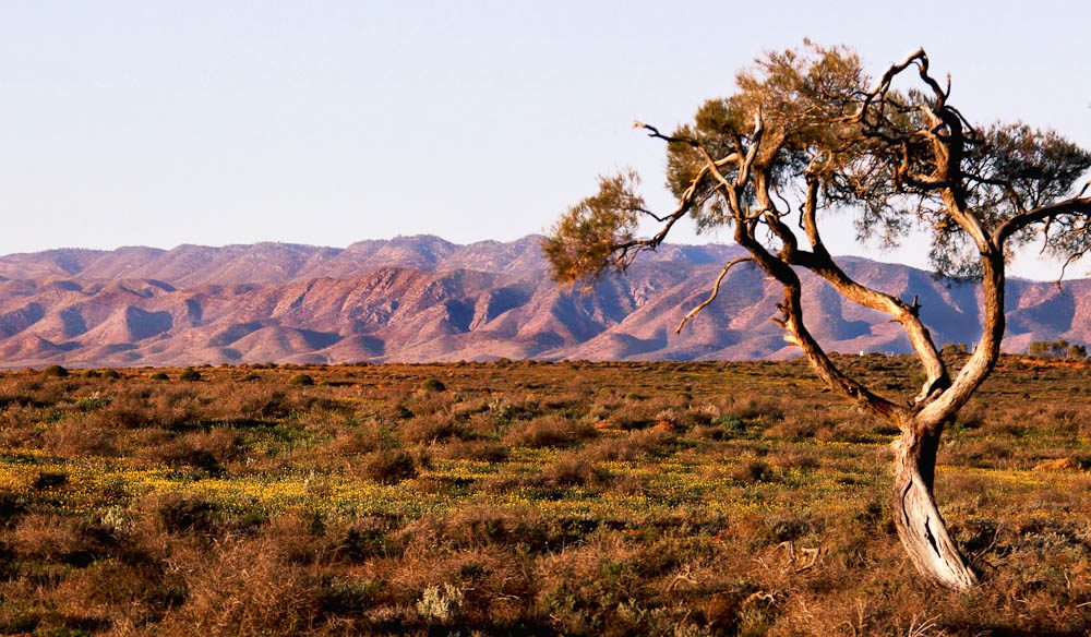 Flinders Ranges from Australian Arid Lands Botanic Garden