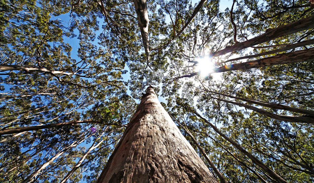 Boranup Forest, WA
