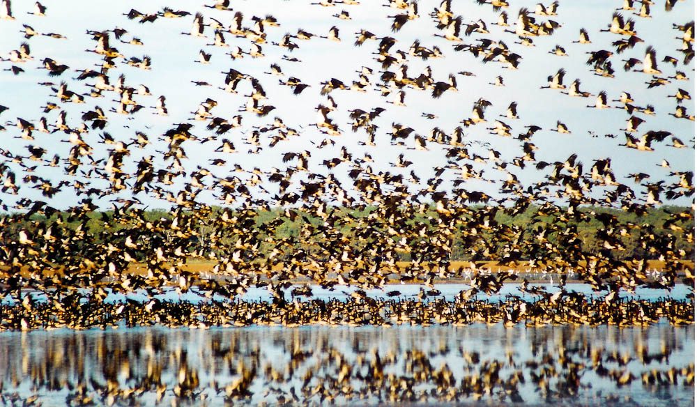 Gindjala Goosecamp Kakadu NT