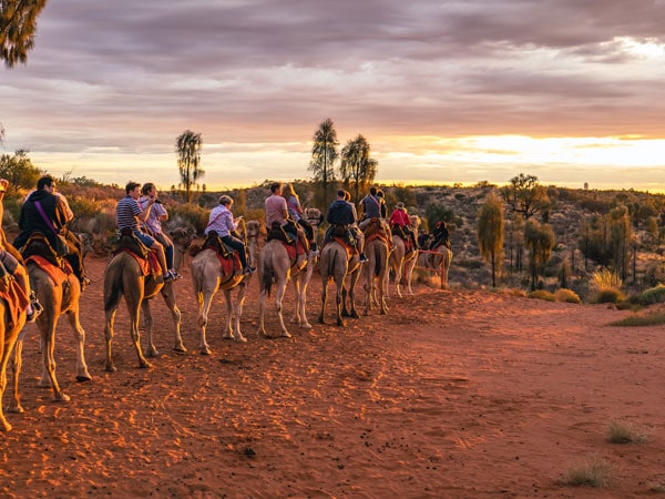 Camel rides at Uluru