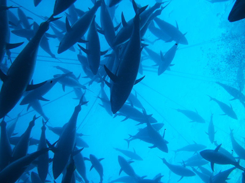 Swimming with tuna, Port Lincoln, SA