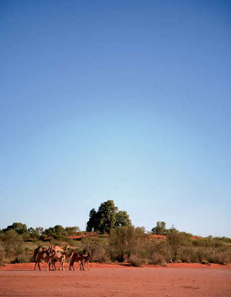 Wild camels at Uluru, Northern Territory