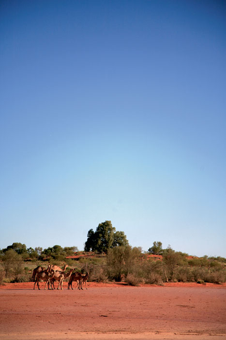 Wild camels at Uluru, Northern Territory