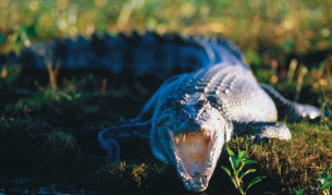 Tangle with the world's largest reptile, the saltwater crocodile. Image by Tourism NT