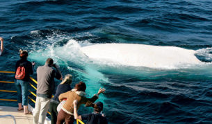 Wave to the world's only white whale, Migaloo: Image by Newspix