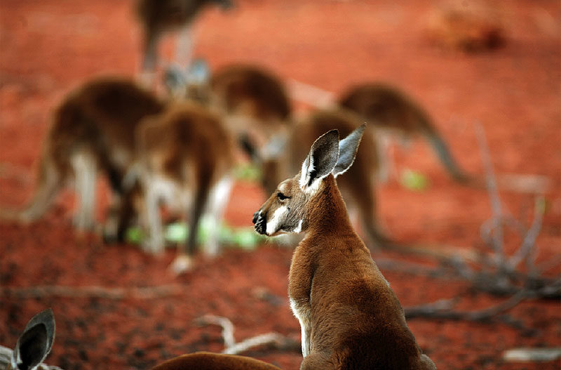 Kangaroos at the Alice Springs Desert Park
