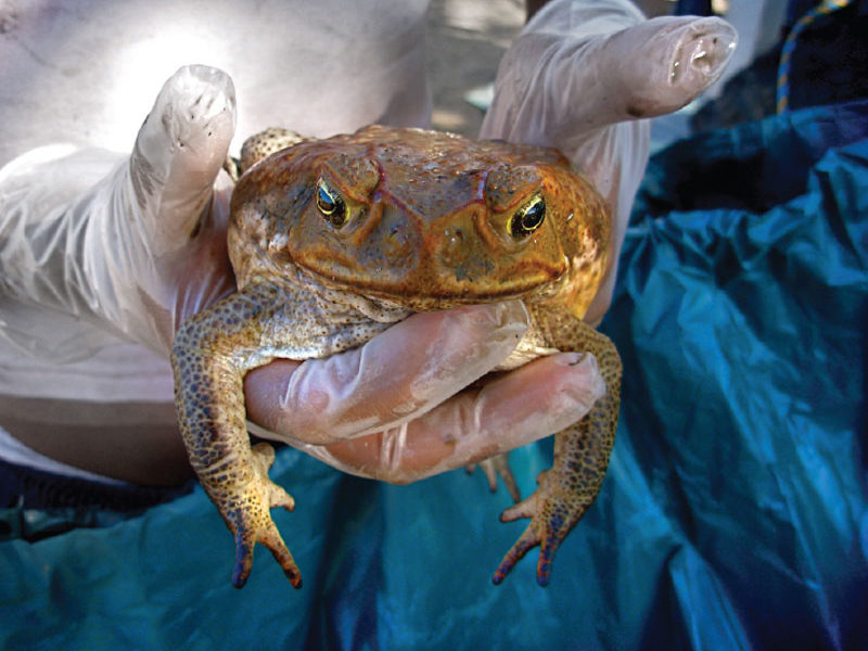 Cane Toad Tourism