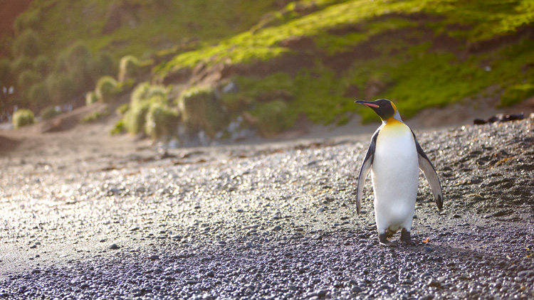Penguin Passage - Australia's Antarctic Territories