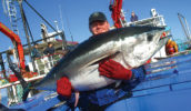 Man with big fish in Port Lincoln Image by Eyre Peninsula Tourism