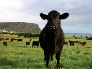 Cape Grim grass-fed beef from the northwestern tip of Tasmania.