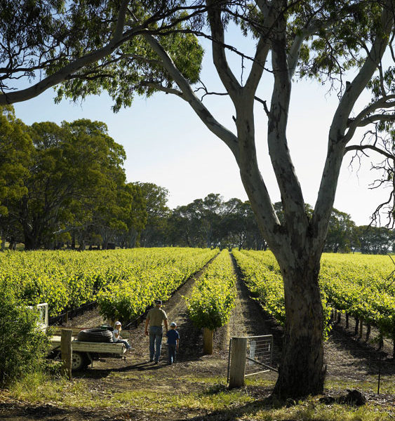 A winery guide to Langhorne Creek, South Australia