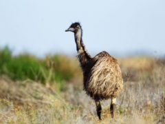 Driving the historic Mallee Highway: What you need to know