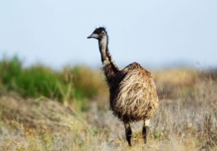 Driving the historic Mallee Highway: What you need to know