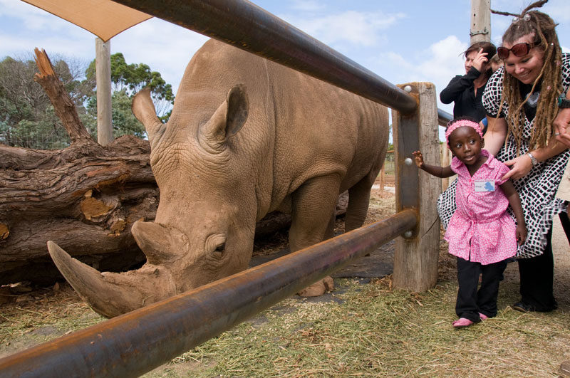 Rhinos revealed - a thrilling close up experience