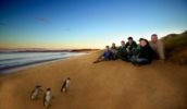 See Phillip Island fairy penguin parade