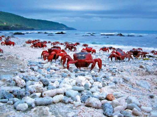 Christmas Island Crabs Migration | Australian Traveller