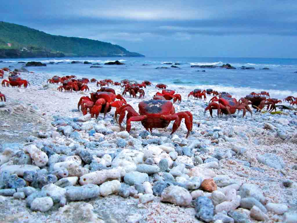 Christmas Island Crabs Migration  Australian Traveller