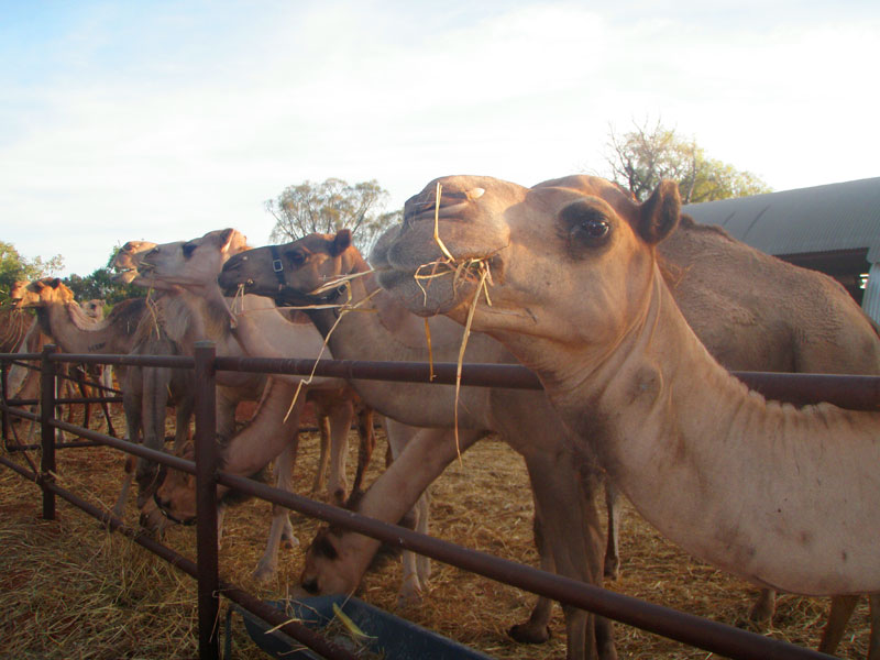 Riding A Camel Around Uluru At Sunrise Australian Traveller