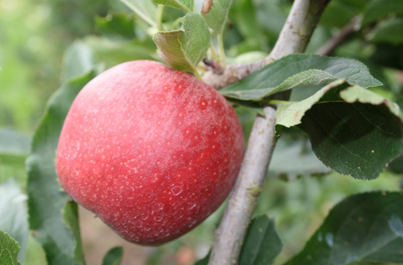 Harvest time in Sydney’s Apple Capital, Bilpin Australian Traveller