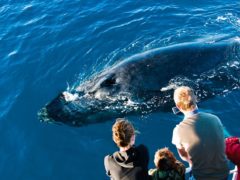 Hervey Bay whale watching