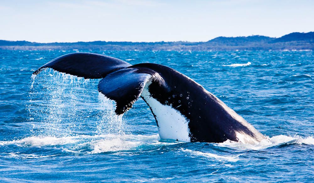 Hervey Bay: whale watching wonderland - Australian Traveller