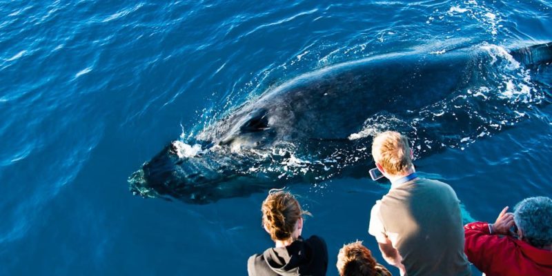 Hervey Bay - Australian Traveller